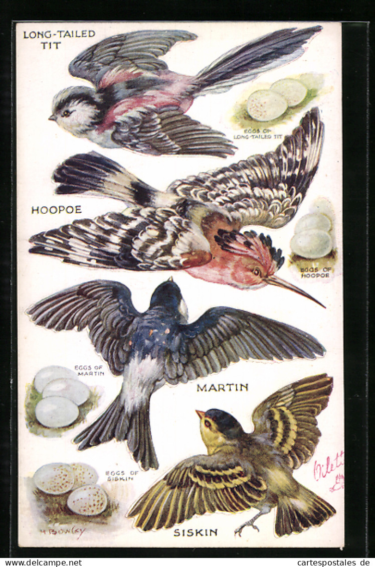 AK Long-Tailed Tit, Hoopoe, Martin, Siskin  - Birds