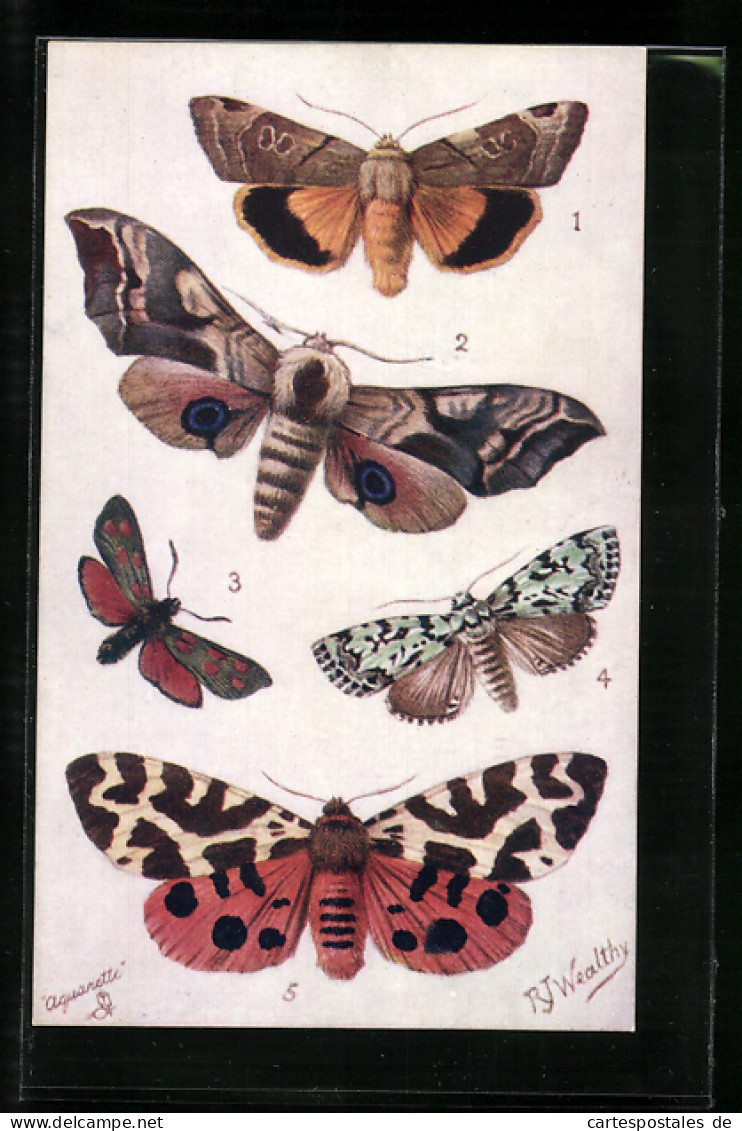 AK Diverse Schmetterlingsarten, Broad-bordered Yellow Underwing, Eyed Hawk  - Insetti