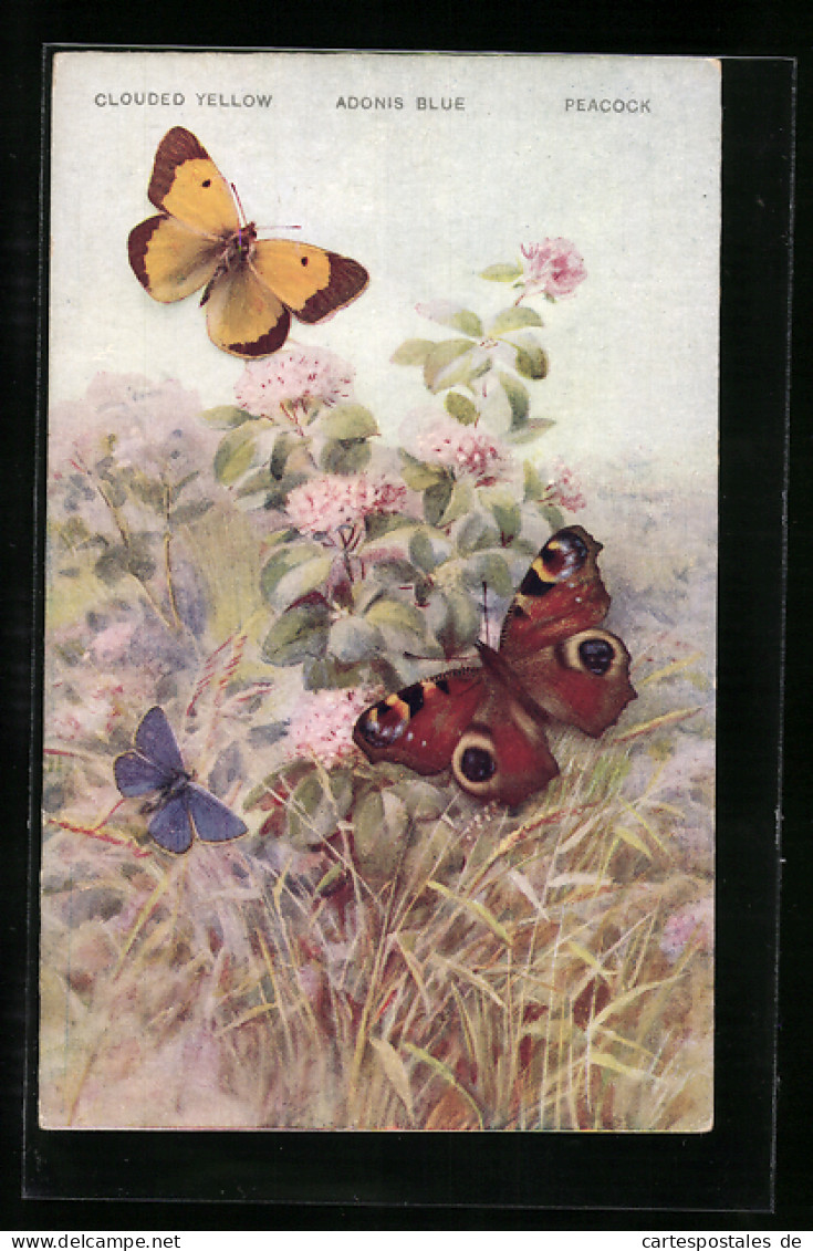 AK Clouded Yellow, Adonis Blue, Peacock  - Insectos