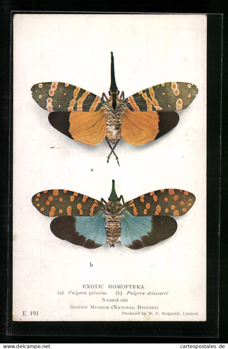 AK British Museum, Exotic Homoptera, Natural Size  - Insekten