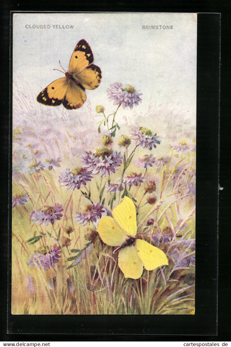 AK Schmetterlinge über Einer Blumenwiese, Clouded Yellow & Brimstone  - Insekten