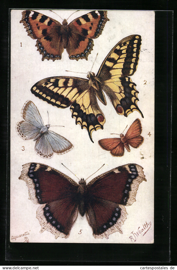 AK Diverse Schmetterlingsarten, Small Tortoiseshell, Swallowtail  - Insectes