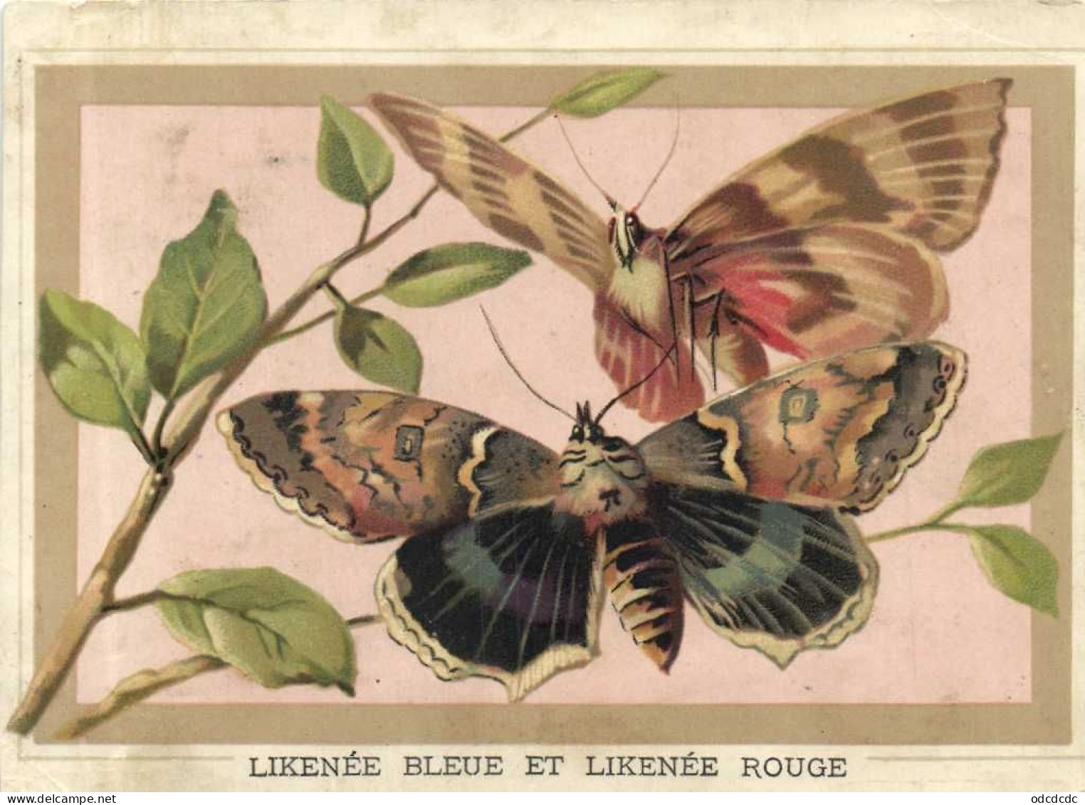 LIKENEE BLEUE ET LIKENEE ROUGE RV Sirop Sed Coceluche Bronchites - Mariposas