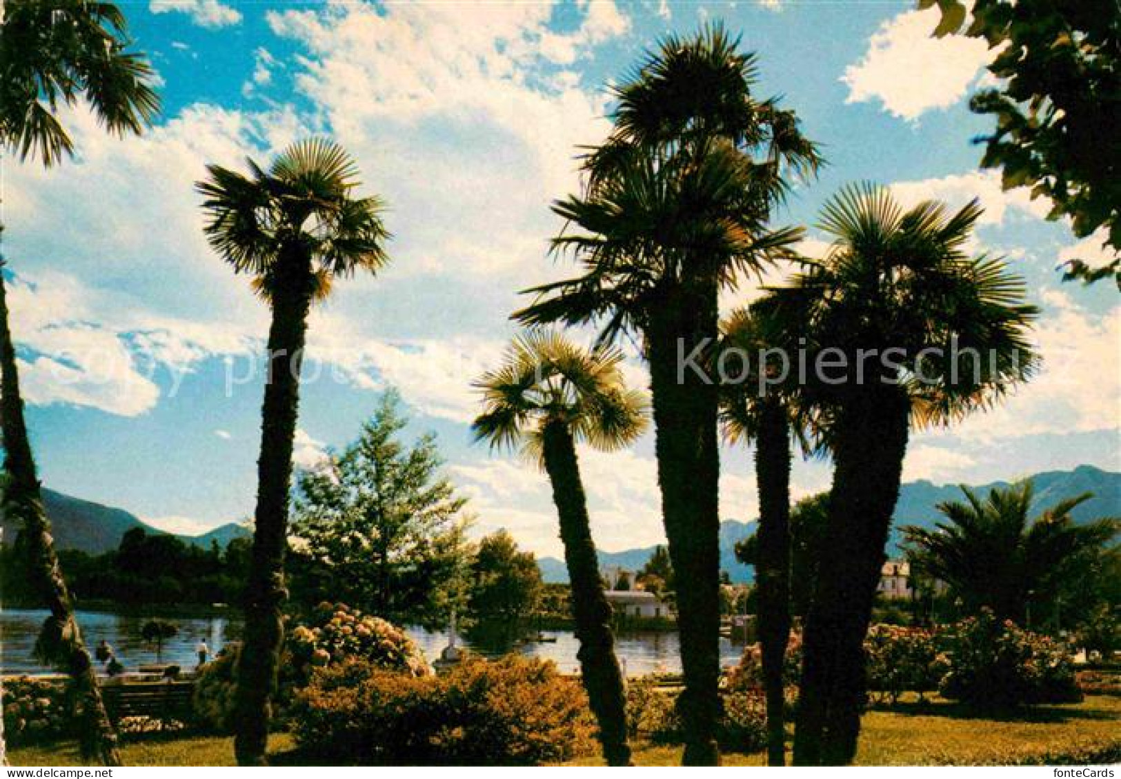 12647763 Muralto Lago Maggiore Uferpromenade Am See Palmen Muralto - Andere & Zonder Classificatie