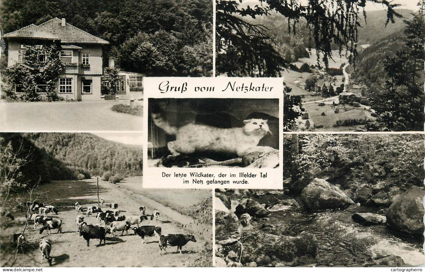Germany Gruss Vom Netzkater Multi View - Other & Unclassified