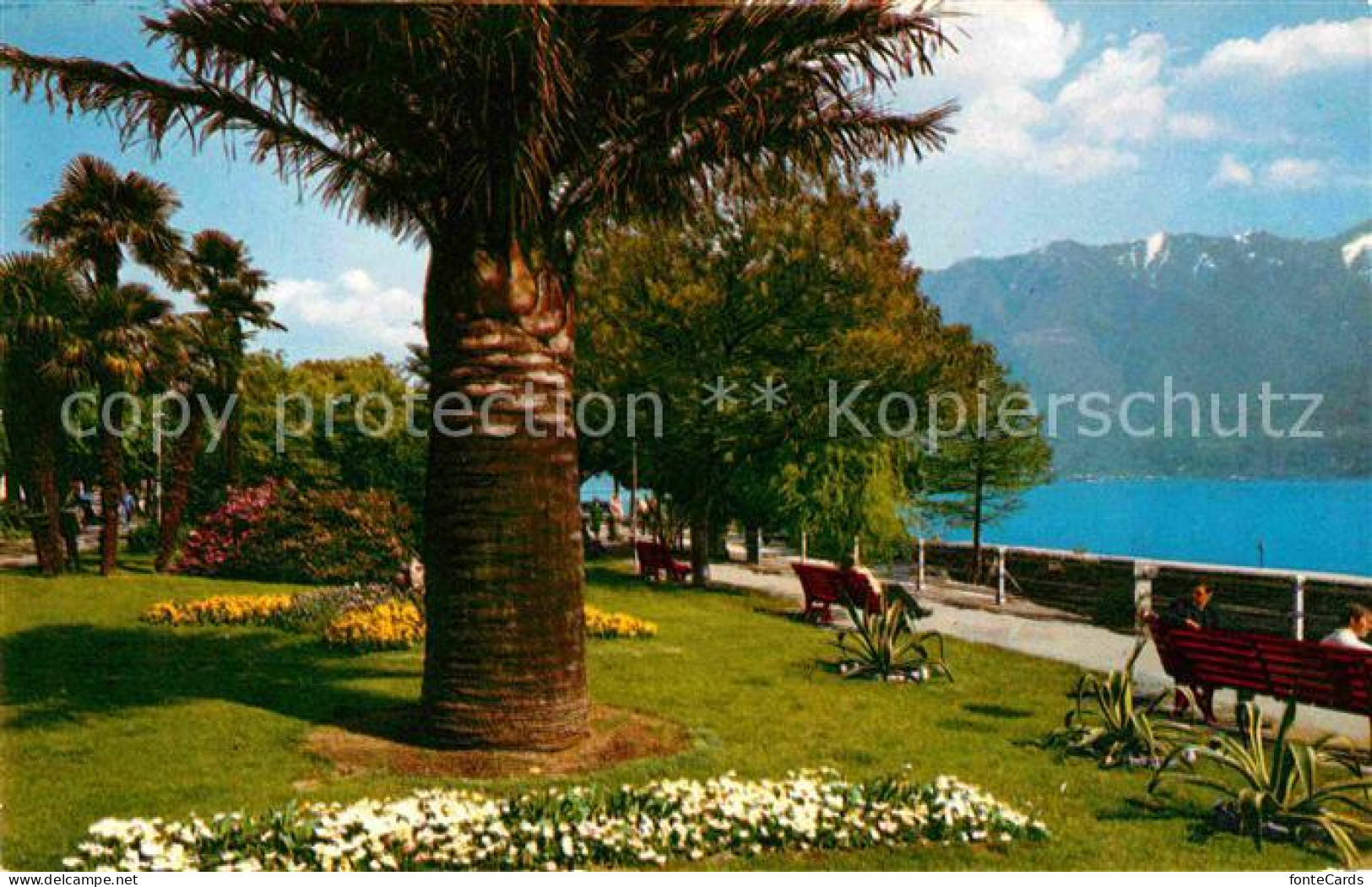 12646542 Locarno Lago Maggiore Lungolago Uferpromenade Palmen Alpen Locarno - Altri & Non Classificati