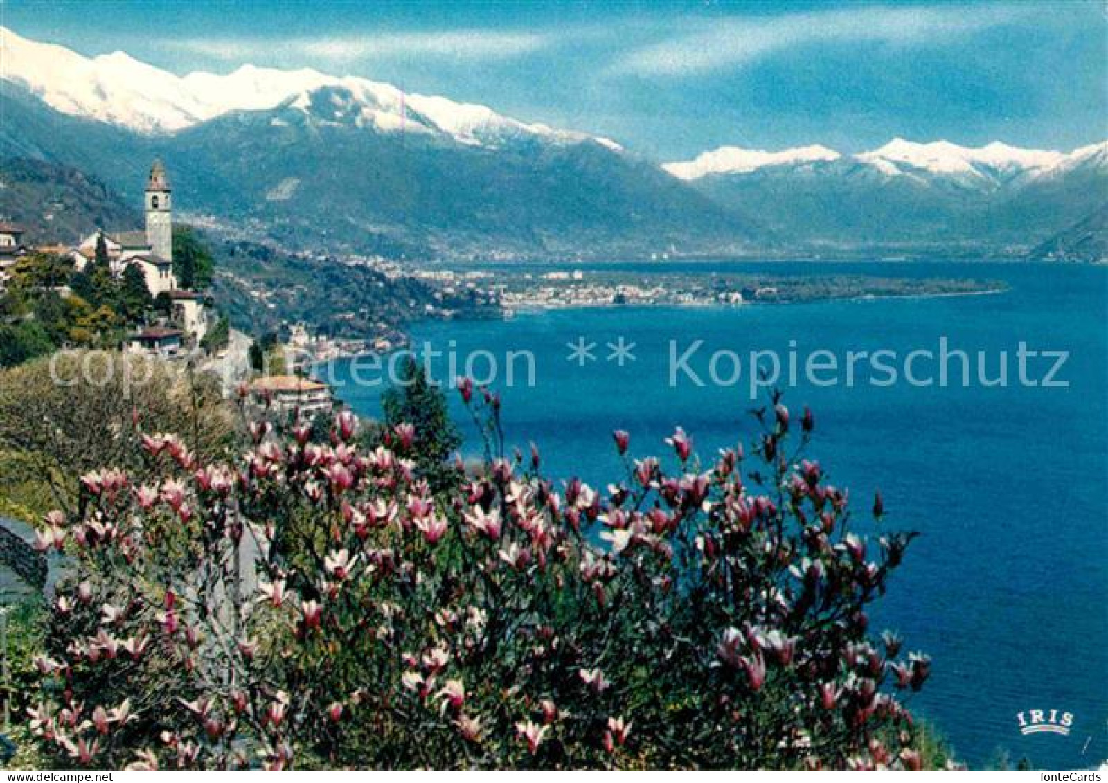 12646104 Ronco Sopra Ascona Lago Maggiore Alpenpanorama Ronco Sopra Ascona - Andere & Zonder Classificatie