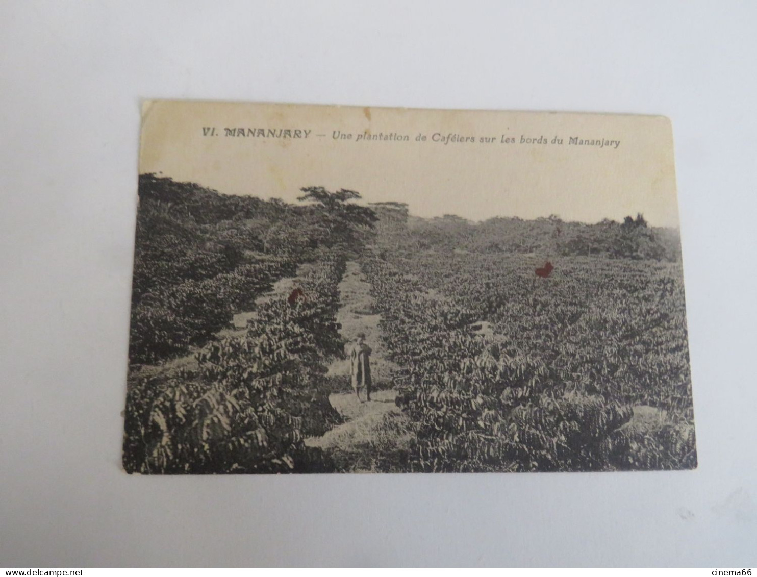 VI - MANANJARY - Une Plantation De Caféiers Sur Les Bords Du Mananjary - Madagaskar