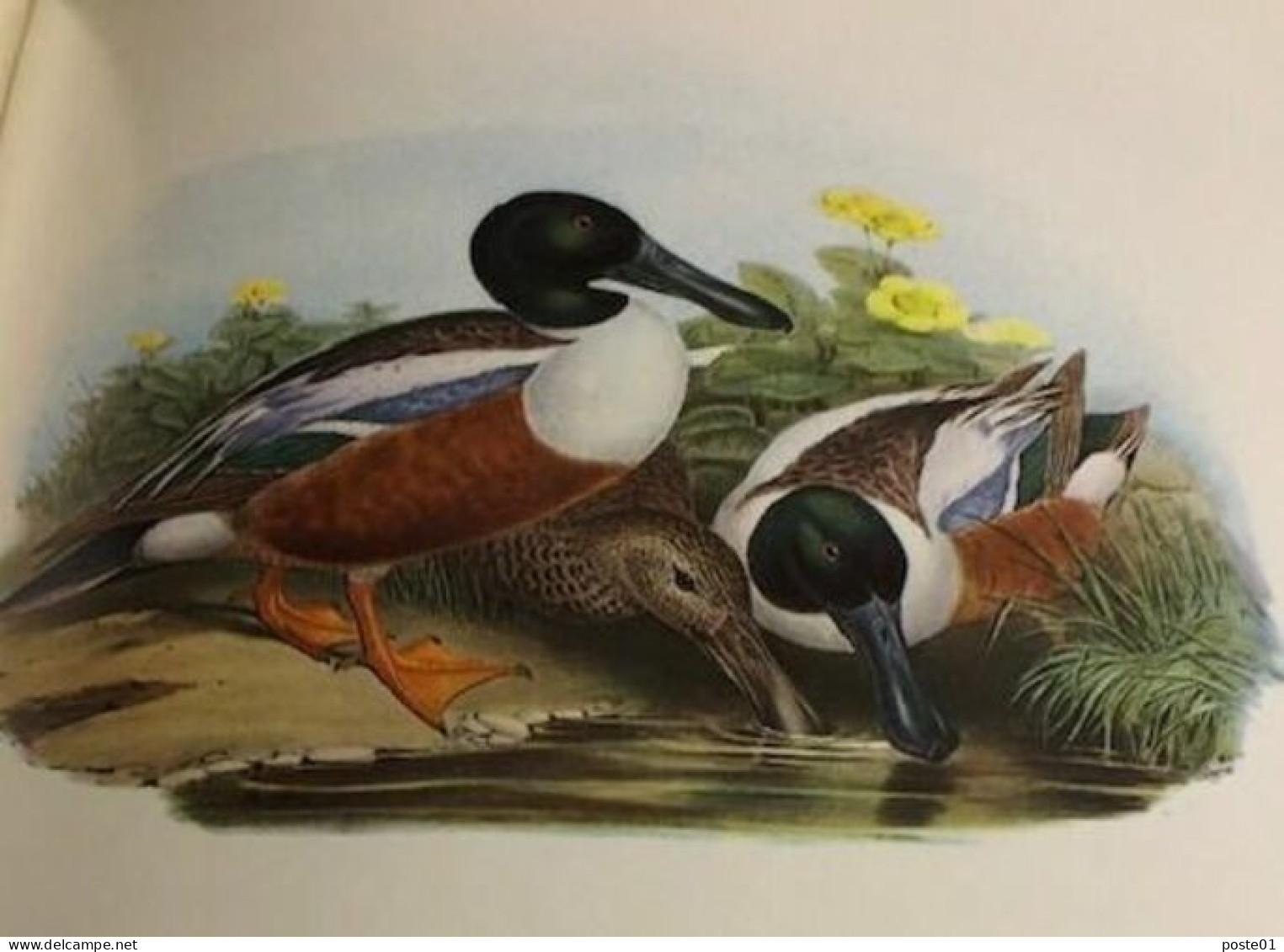 Les Oiseaux D'europe / 2 Tomes / Reproductions En Couleurs De John Gould's - Natura
