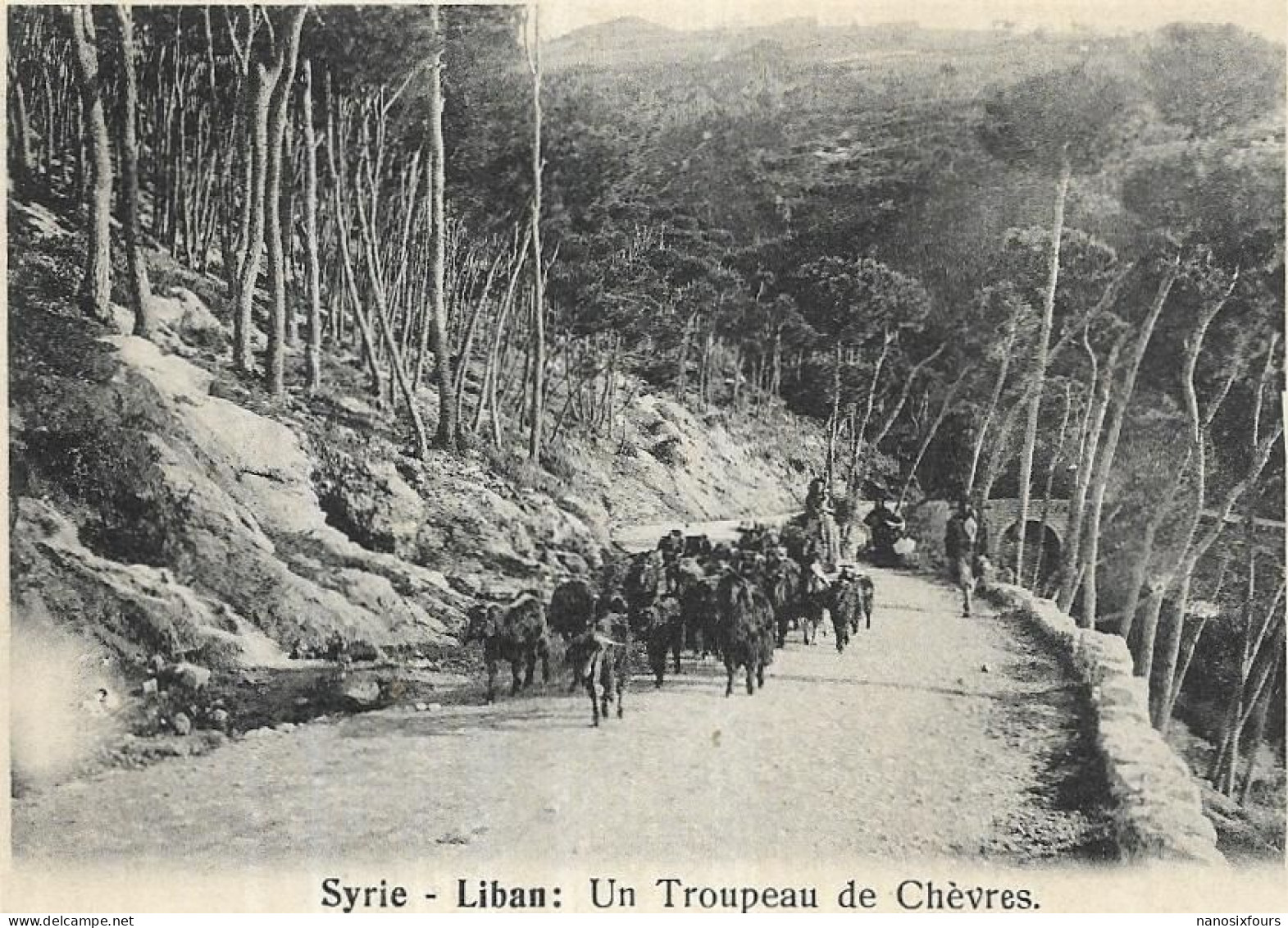 ASIE.  LIBAN.  UN TROUPEAU DE CHEVRES - Liban