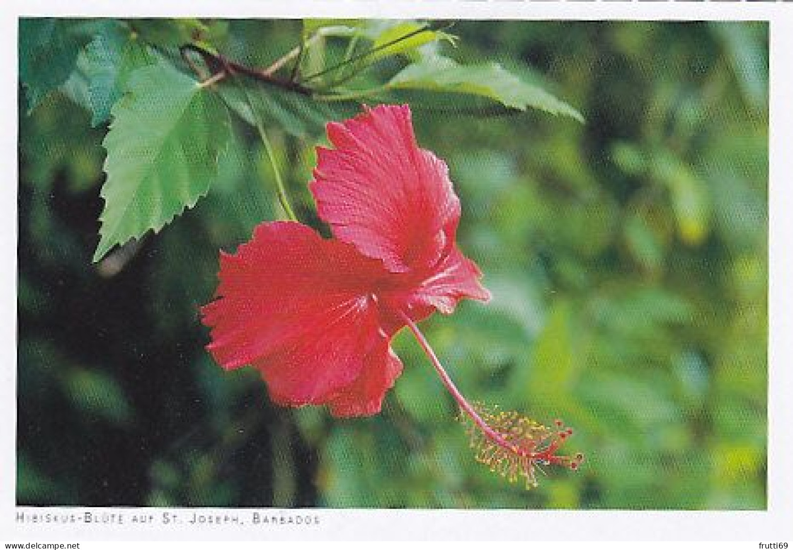 AK 215609 BARBADOS - Hibiscus-Blüte Auf St. Joseph - Barbados