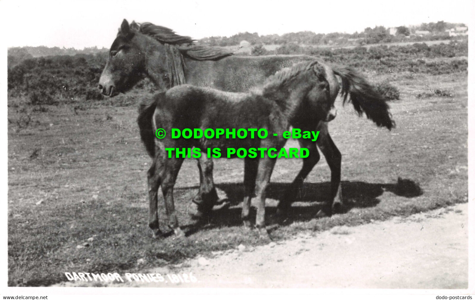 R536991 Dartmoor Ponies. Chapman. RP - Monde