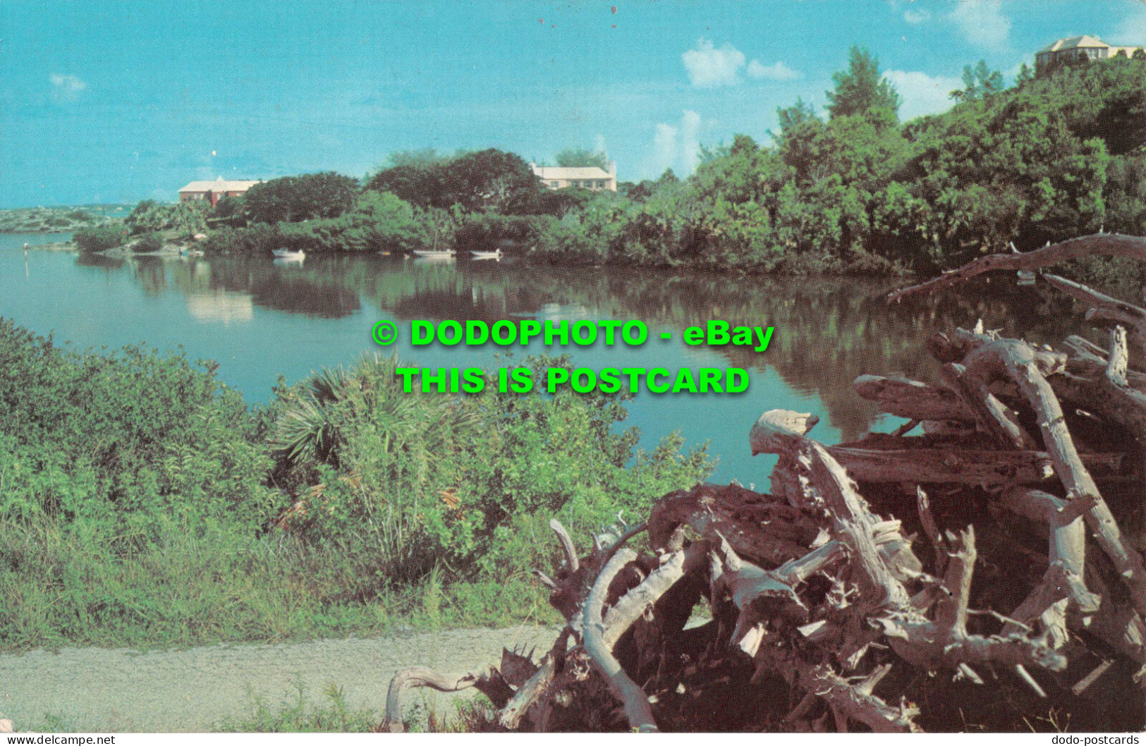 R536995 Bermuda. Nature Setting For Bermuda Driftwood At Point Shares. Pembroke. - Monde