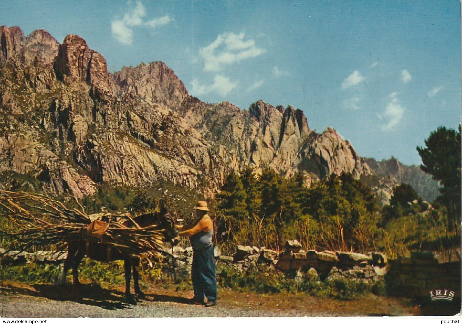 BE5  -(20) COL DE BAVELLA ( CORSE )-  CHARGEMENT DE BOIS  -  MULE AVEC  FAGOTS  - 2 SCANS - Other & Unclassified