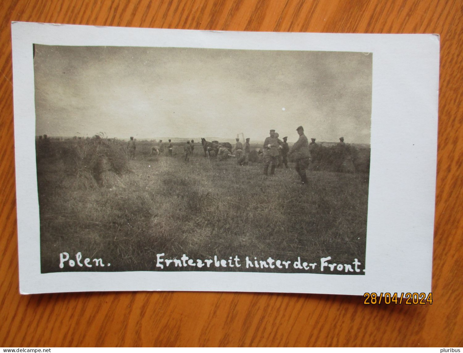 WW I POLAND GERMAN SOLDIERS WORKING ON FIELD  , 5-1 - Polen