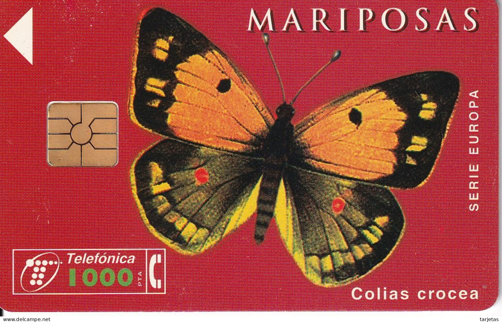 CP-100 TARJETA DE ESPAÑA DE UNA MARIPOSA COLIAS CROCEA DE TIRADA 3000 (BUTTERFLY) - Commemorative Advertisment