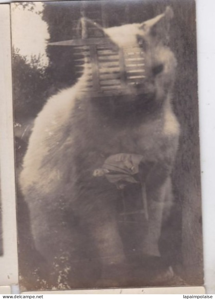 Carte Photo Phot Montage Truquage Surréaliste Surimpression Femme Sur Un Banc A L'intérieur D'un Chat ?    Réf 29913 - Identified Persons