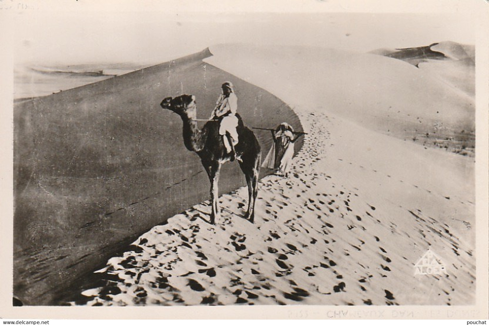 CE 3 - CHAMEAUX DANS LES DUNES - EDIT. PHOTO AFRIC. , ALGER -  2 SCANS - África