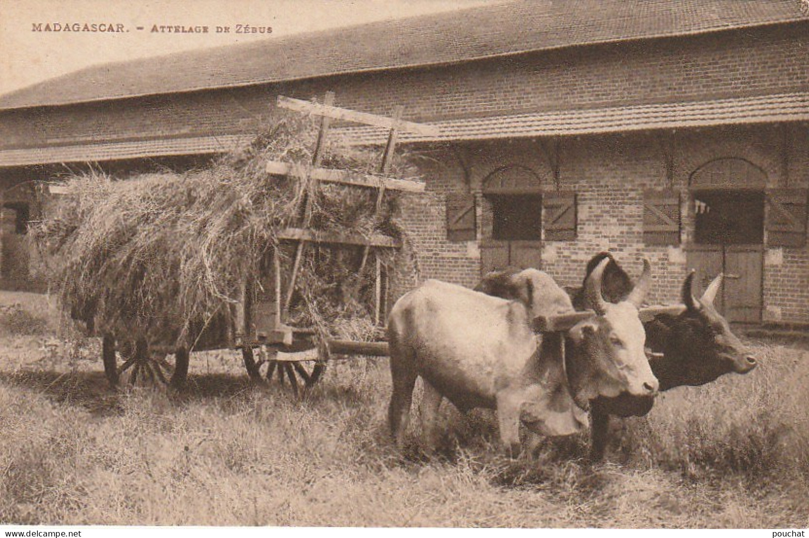 CE6 - ATTELAGE DE ZEBUS  ( MADAGASCAR ) -  CHARRETTE DE FOIN -   2 SCANS - Madagaskar