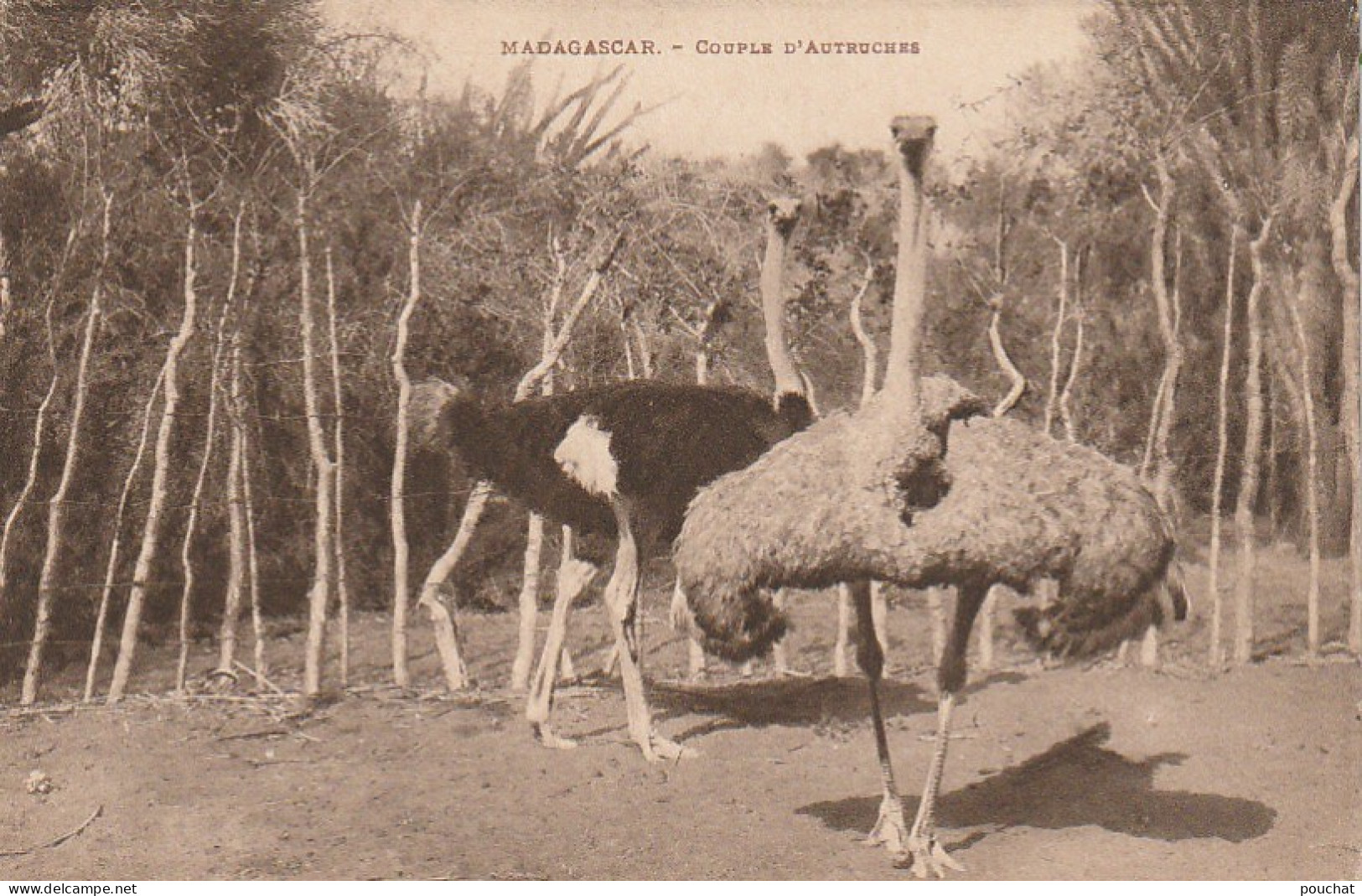 CE6 - MADAGASCAR  -  COUPLE D ' AUTRUCHES  -   2 SCANS - Madagascar