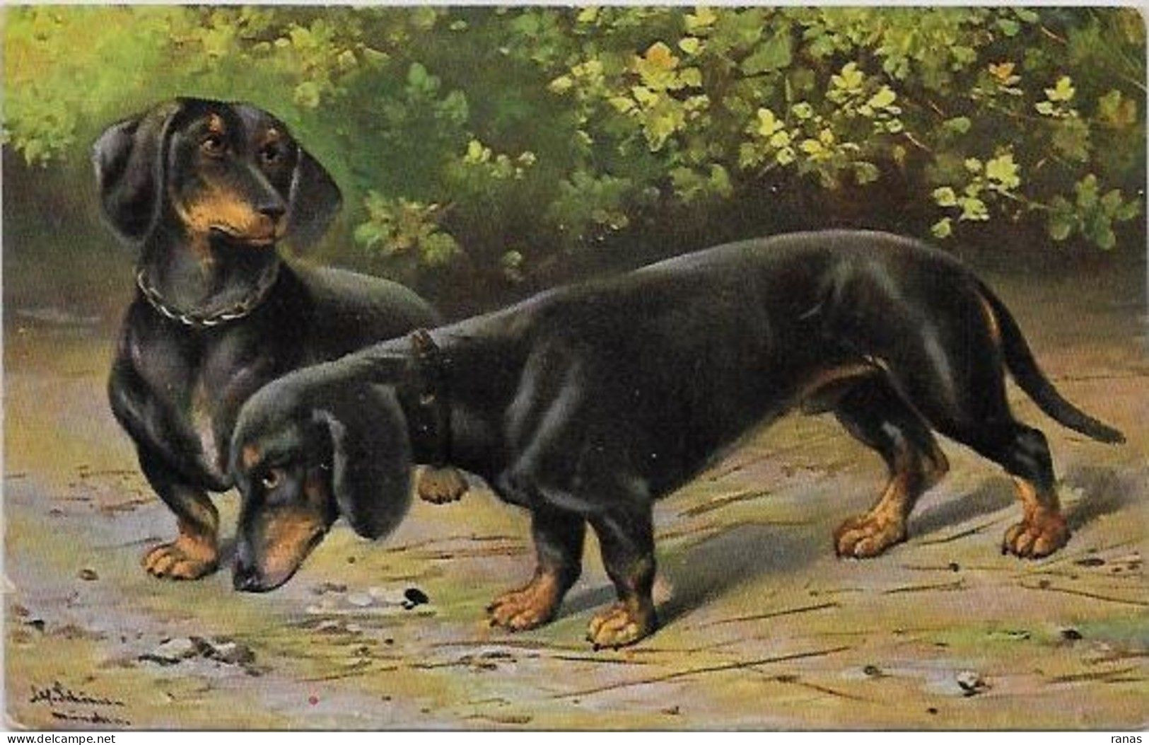 CPA Teckel Dackel Dachshund Non Circulé - Perros