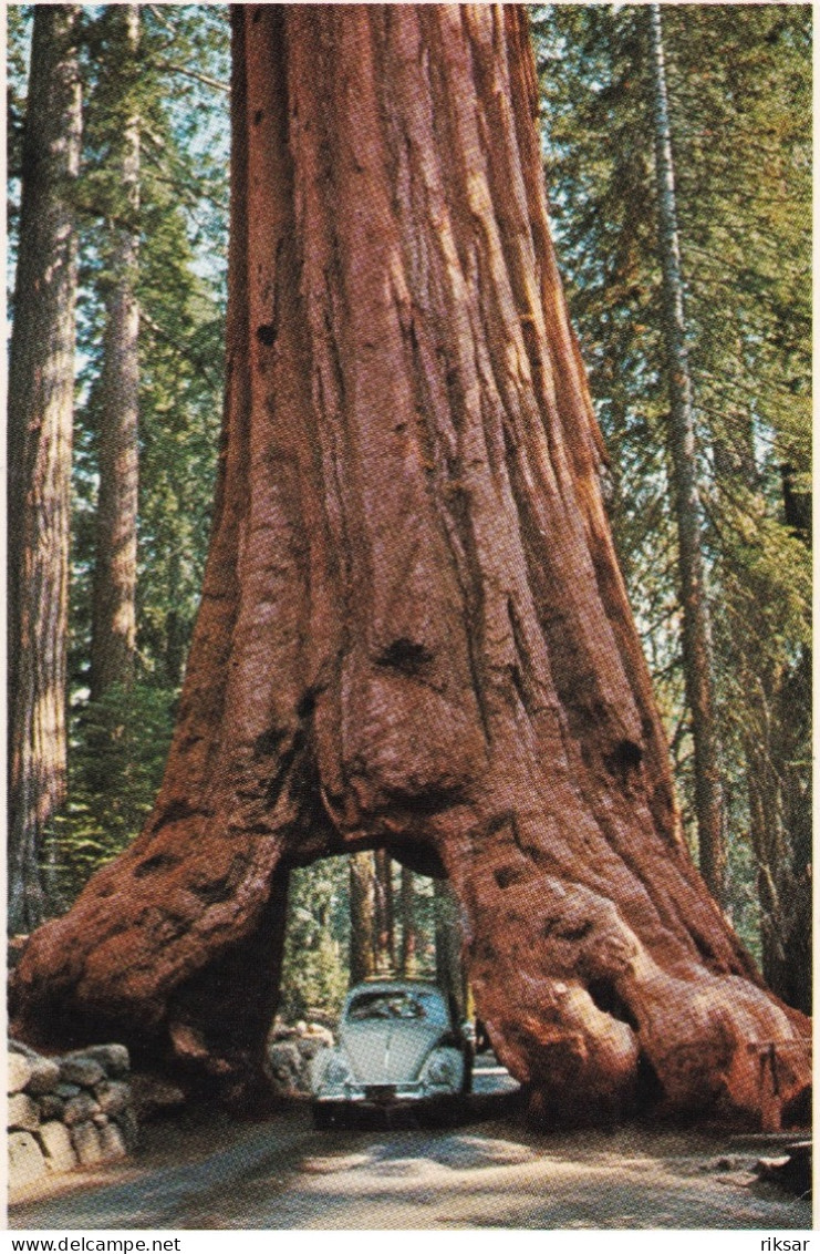 AUTOMOBILE(ARBRE) YOSEMITE PARK - Toerisme