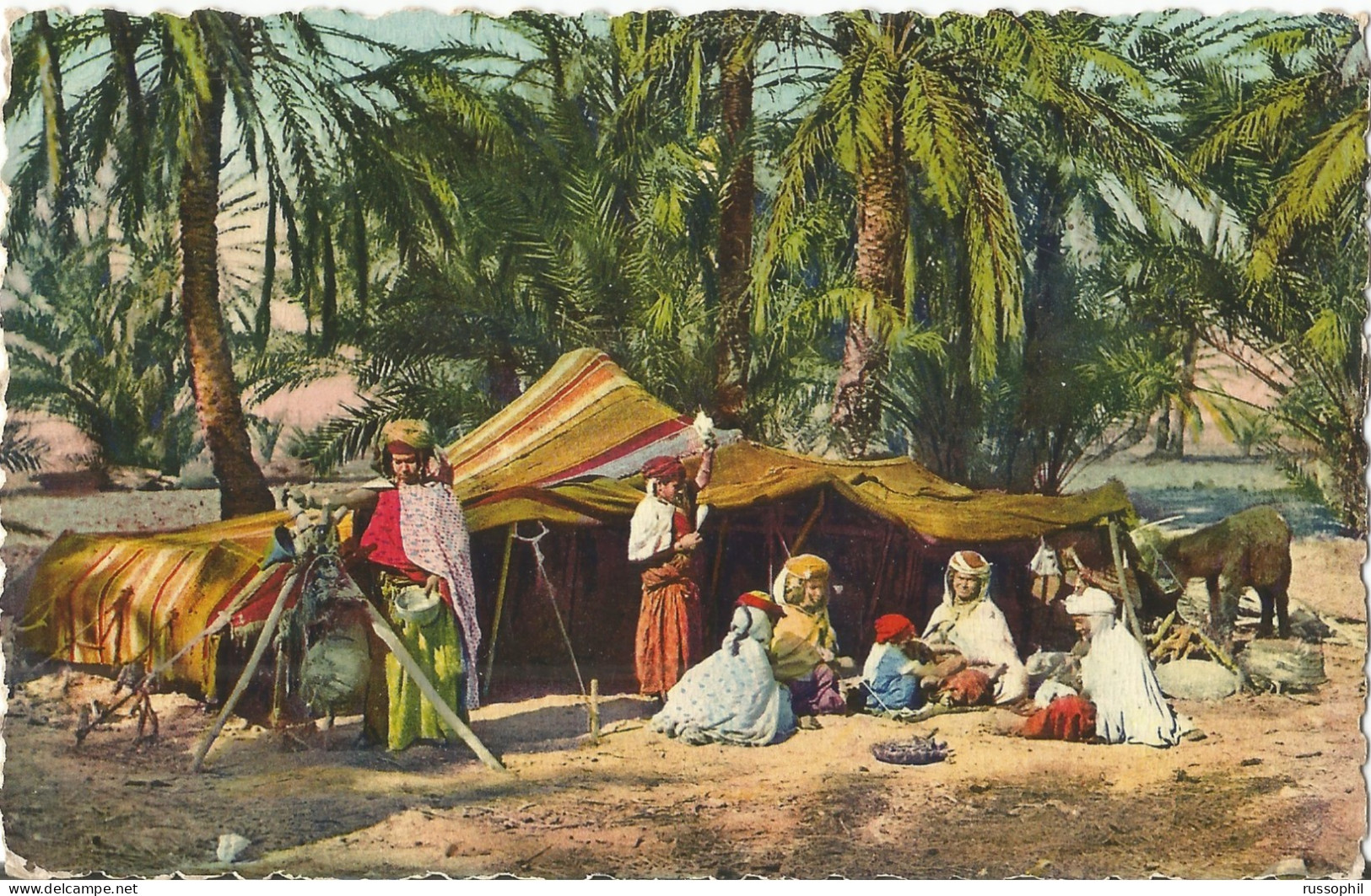 SCENES ET TYPE D'AFRIQUE DU NORD -  CAMPEMENT DE NOMADES DANS L'OASIS - ED. SIRECKY REF #8.186 -  1954 - África