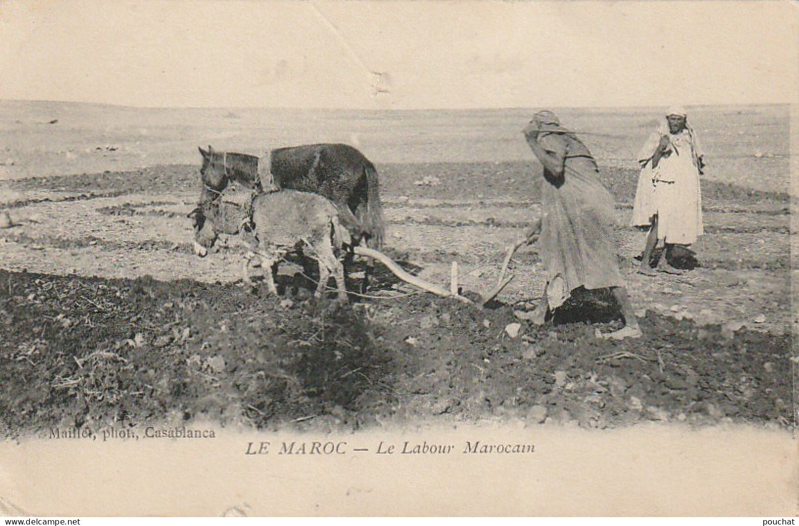 CE9  - LE MAROC - LE LABOUR MAROCAIN - ATTELAGE CHEVAL ET ANE  -  2 SCANS - Wagengespanne