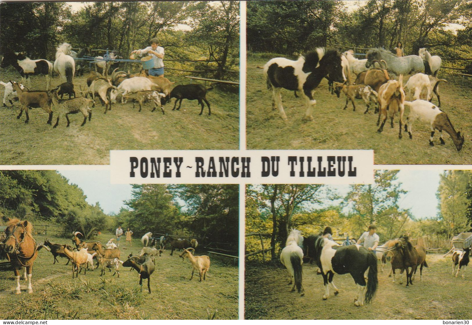 CPSM 84 MONDRAGON PONEY-RANCH DU TILLEUL  PONEYS CHEVRES - Sonstige & Ohne Zuordnung