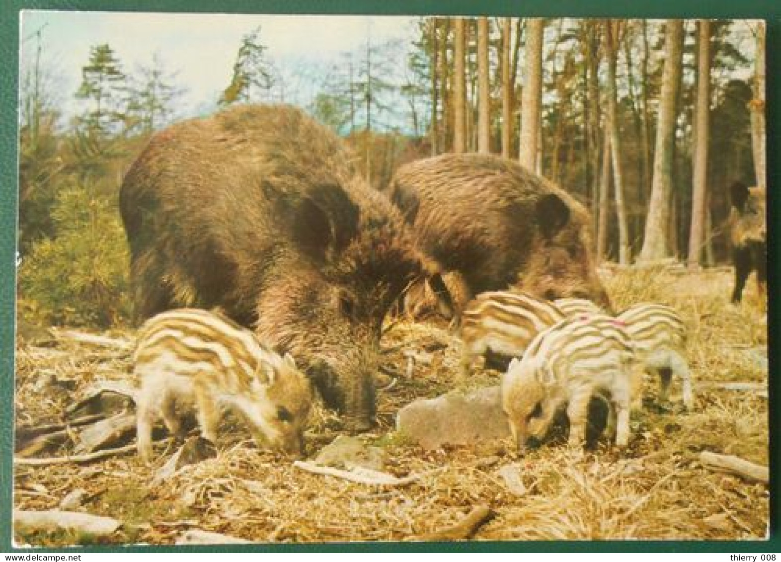 F70  Carte Postale  Les Ardennes 08 Sanglier Et Marcassins - Sonstige & Ohne Zuordnung