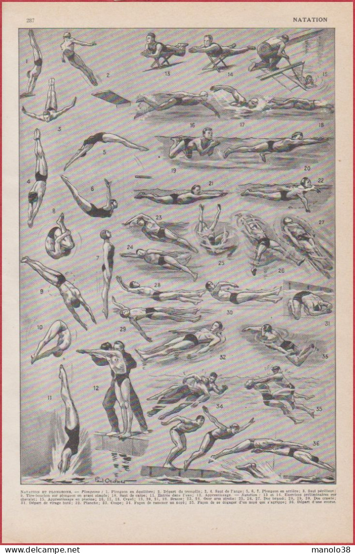 Natation. Divers Nages, Plongeons. Illustration Paul Ordner. Larousse 1948. - Documenti Storici