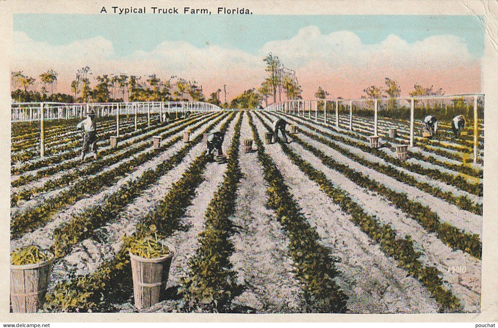 BE Nw2 - A TYPICAL  FARM , FLORIDA - AGRICULTURAL WORKERS - 2 SCANS - Other & Unclassified