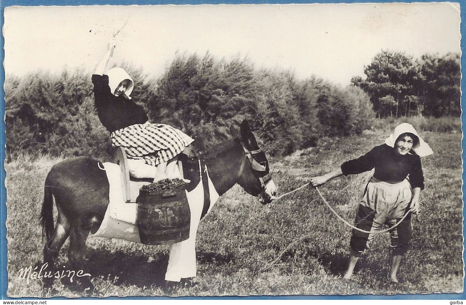 *CPA - 17 - ILE DE RE - L'Ane En Culottes Rentrant La Vendange - Vendangeuses - Ile De Ré