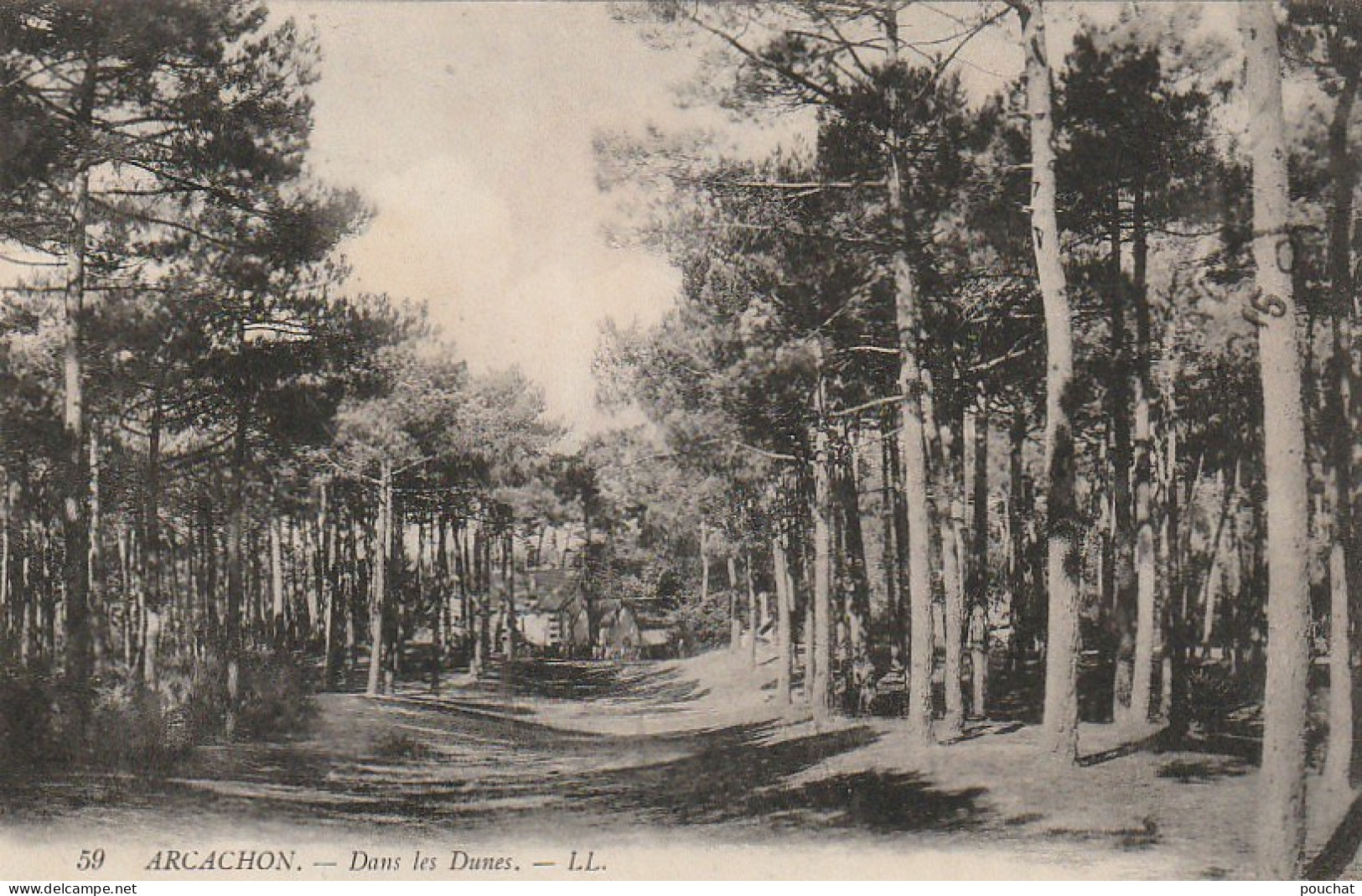 CE 31-(33) ARCACHON - DANS LES DUNES - MAISONS EN FORET - 2 SCANS - Arcachon