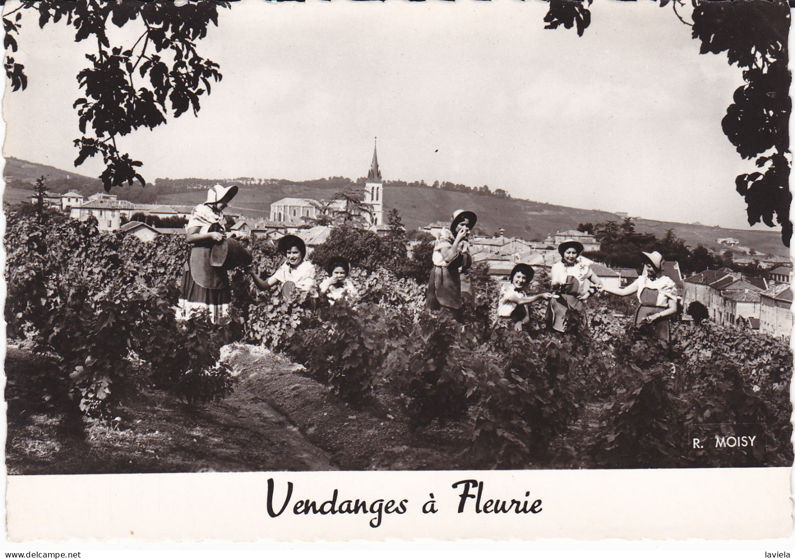 69 FLEURIE - BEAUJOLAIS - Vendanges à Fleurie - Other & Unclassified