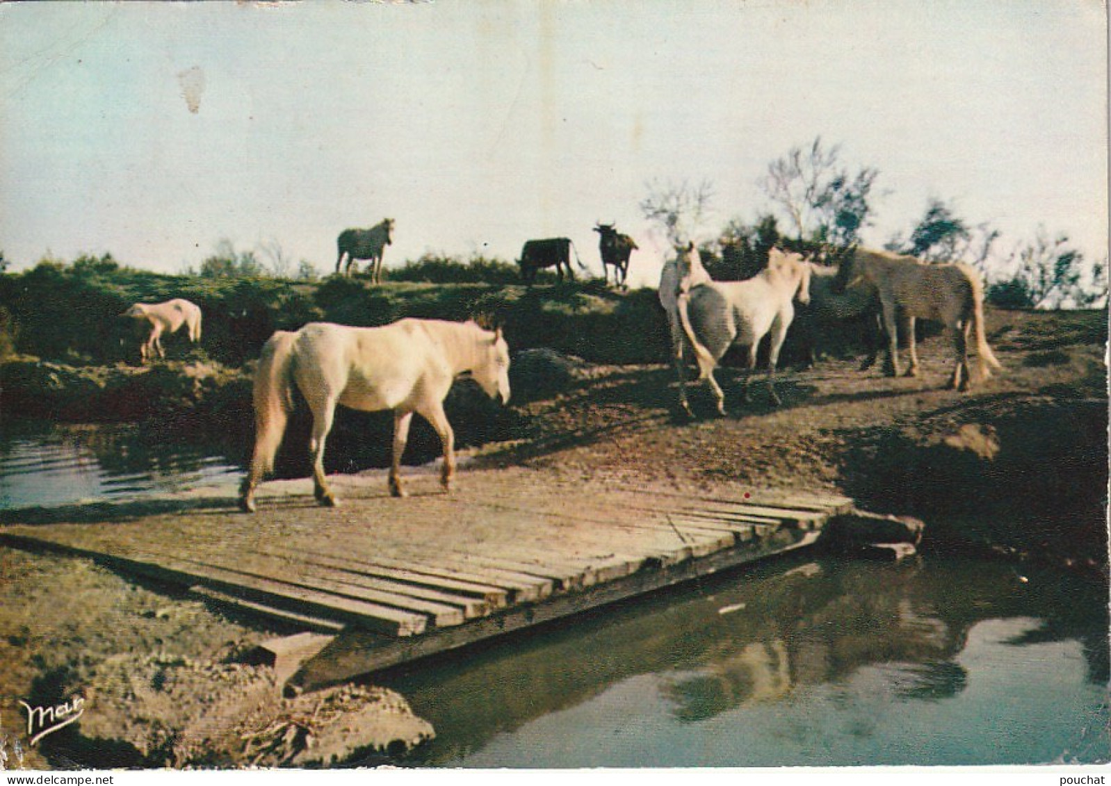 ALnw 16-(13) SAINTES MARIES DE LA MER - CHEVAUX ET TAUREAUX DE CAMARGUE - 2 SCANS - Saintes Maries De La Mer