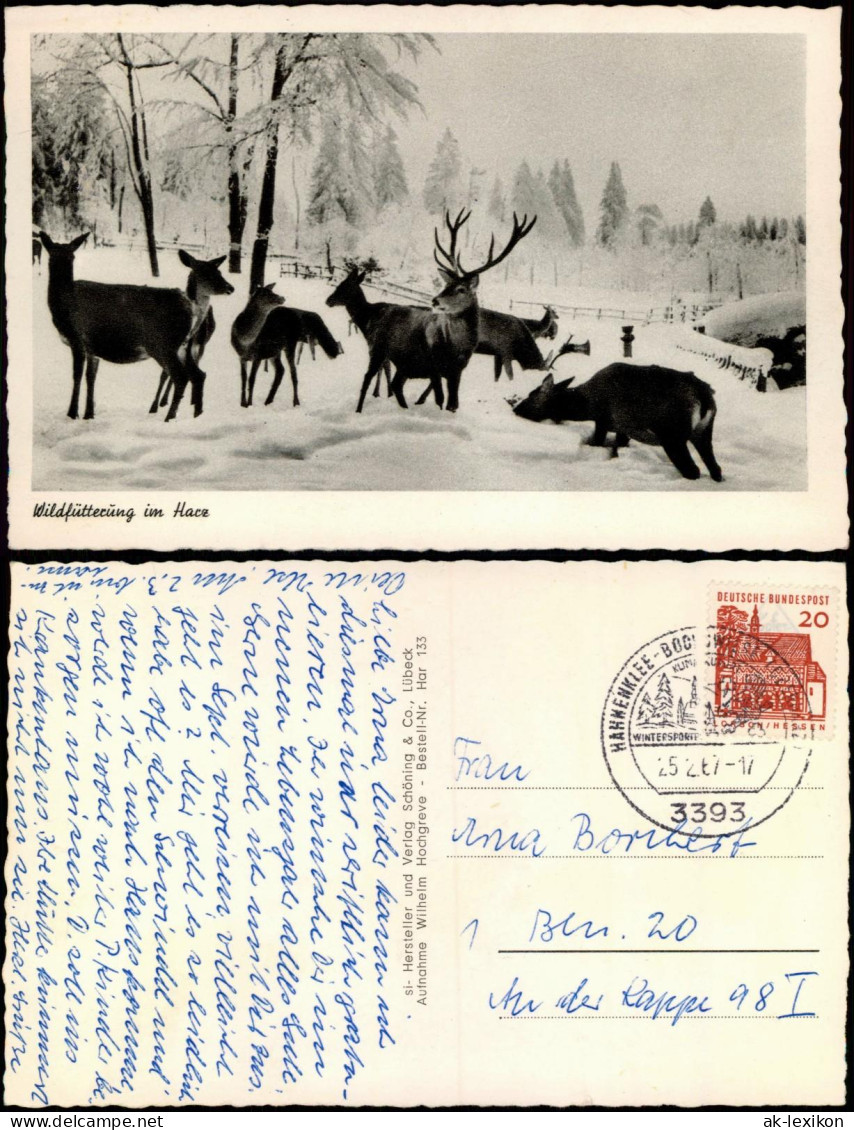 Ansichtskarte  Wildfütterung Im Harz, Winterkarte 1967  Gel. Stempel Hahnenklee - Non Classés