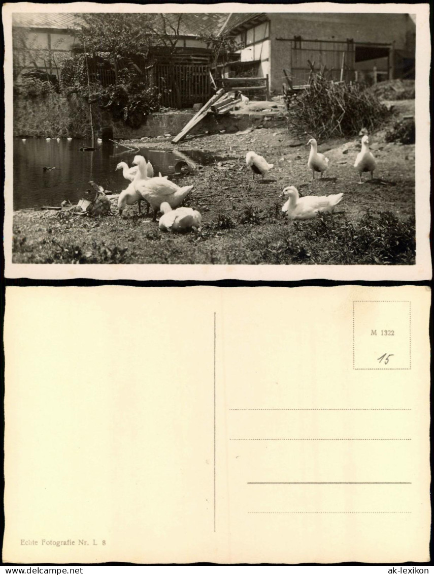 Ansichtskarte  Bauernhof Karte Gänse Am Teich Stimmungsbild 1934 - Ohne Zuordnung