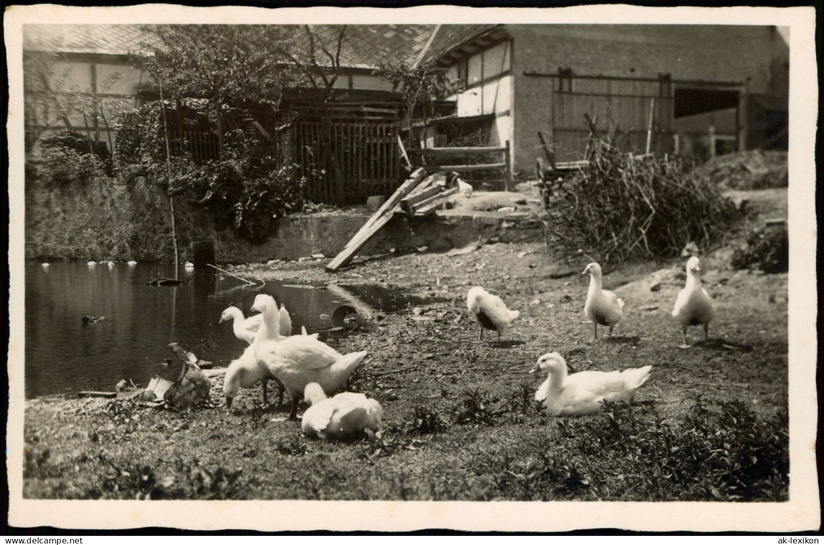 Ansichtskarte  Bauernhof Karte Gänse Am Teich Stimmungsbild 1934 - Ohne Zuordnung