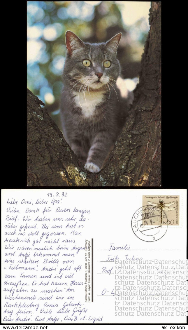 Ansichtskarte  Tiere Motivkarte Katze Katzen Cat 1992 - Gatti