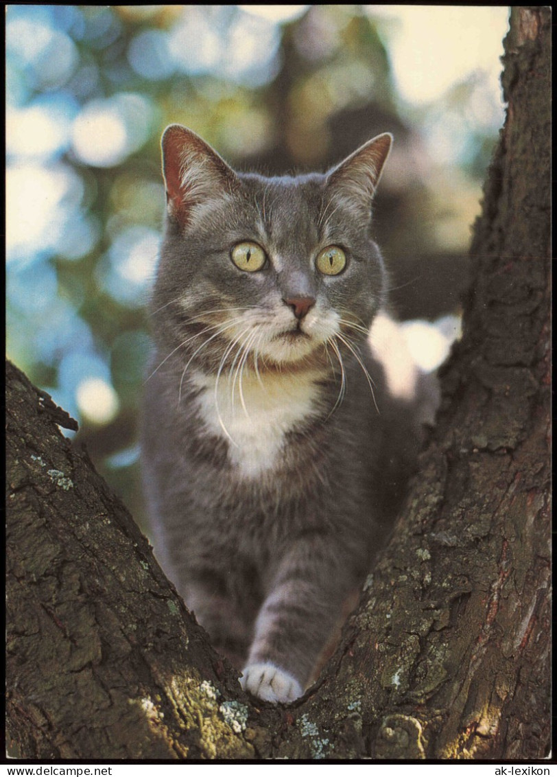 Ansichtskarte  Tiere Motivkarte Katze Katzen Cat 1992 - Gatti