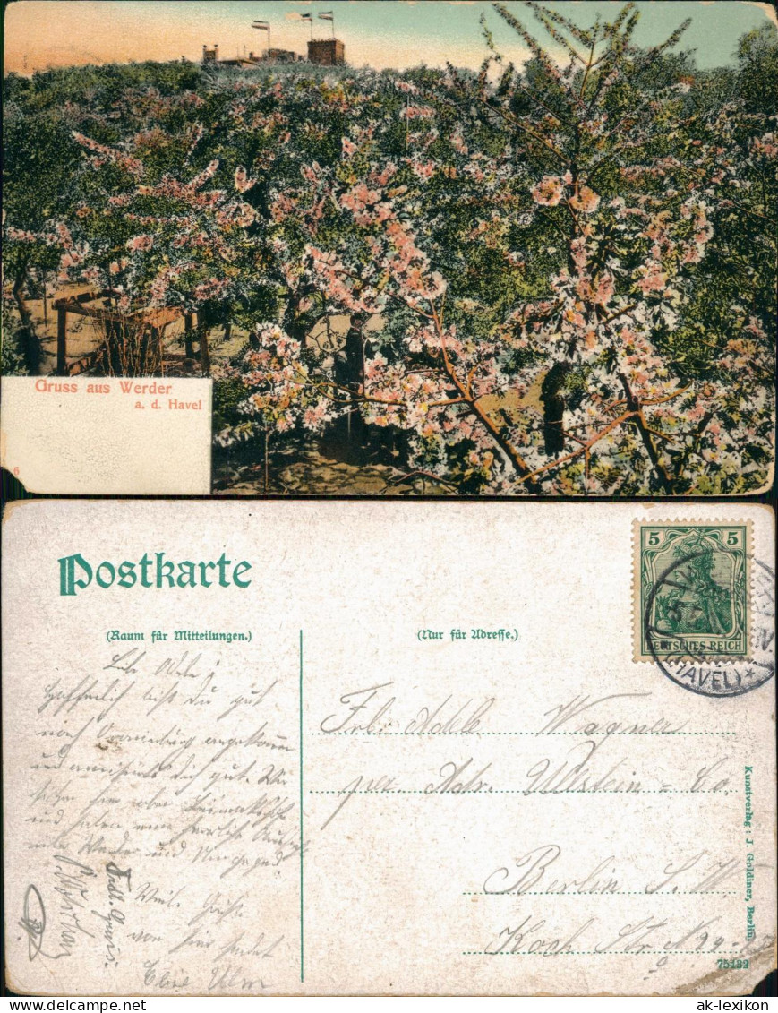 Ansichtskarte Werder (Havel) Baumblüte In Der Ferne Restaurant 1912 - Werder