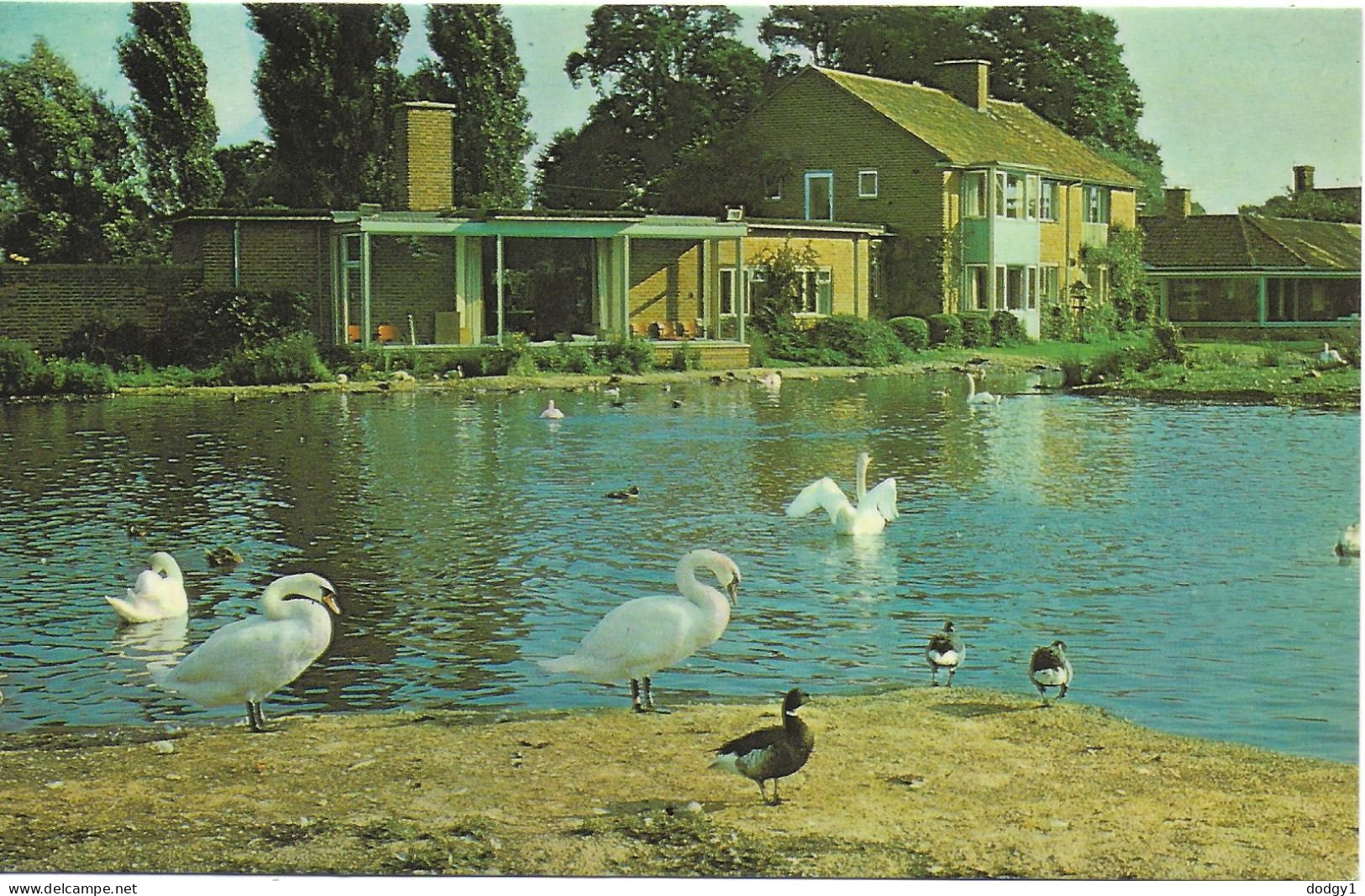 SLIMBRIDGE RESERVE, SLIMBRIDGE, GLOUCESTERSHIRE, ENGLAND. USED POSTCARD   Ms3 - Otros & Sin Clasificación