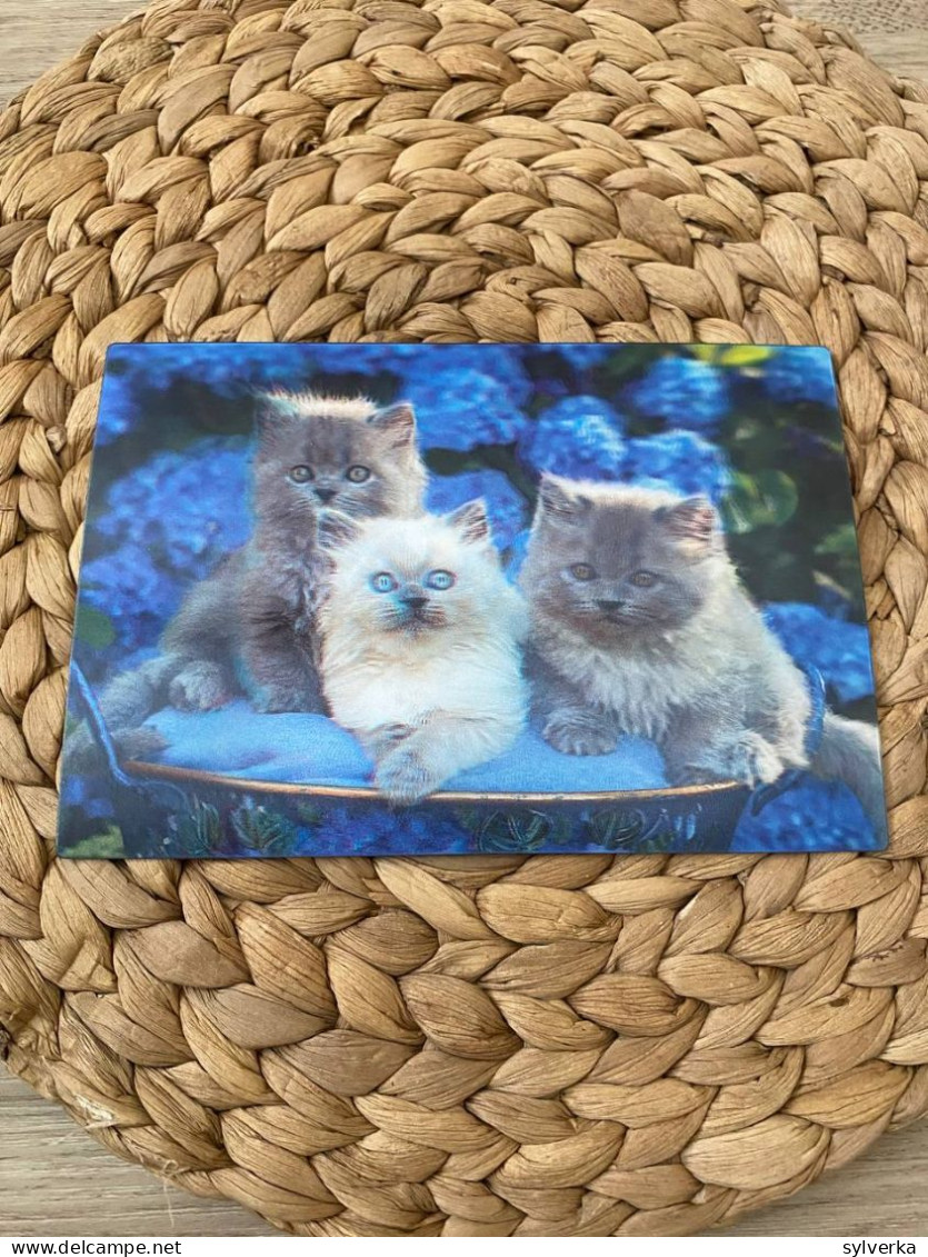 Katze Cat Chat  Lenticular 3D Postkarte Postcard - Chats