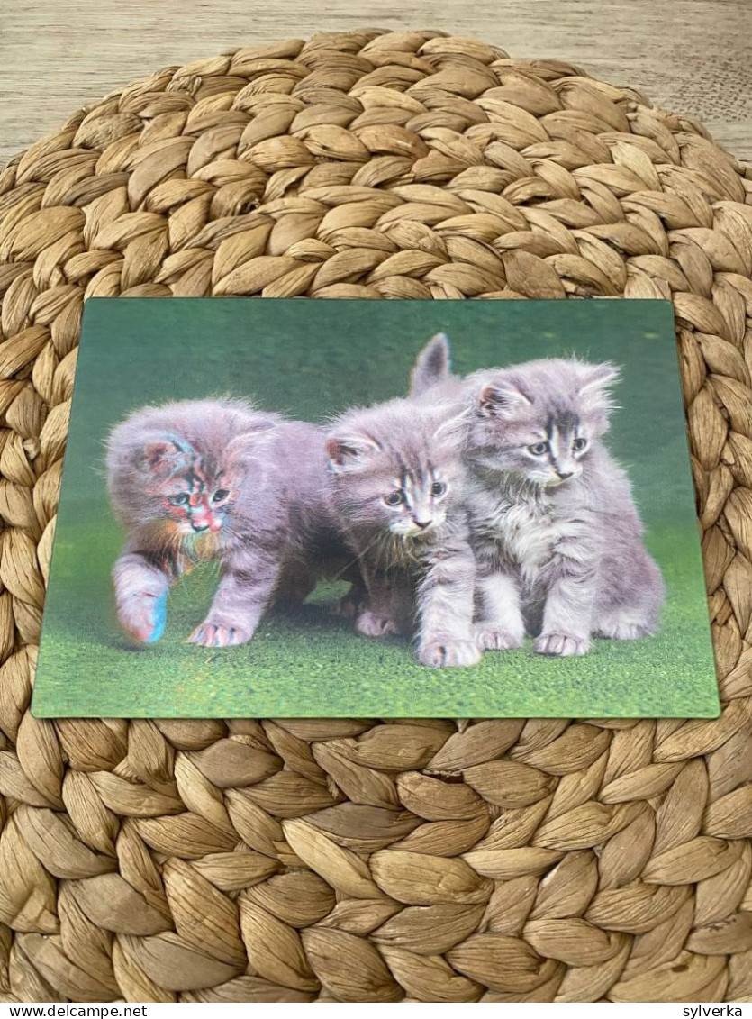 Katze Cat Chat  Lenticular 3D Postkarte Postcard - Chats