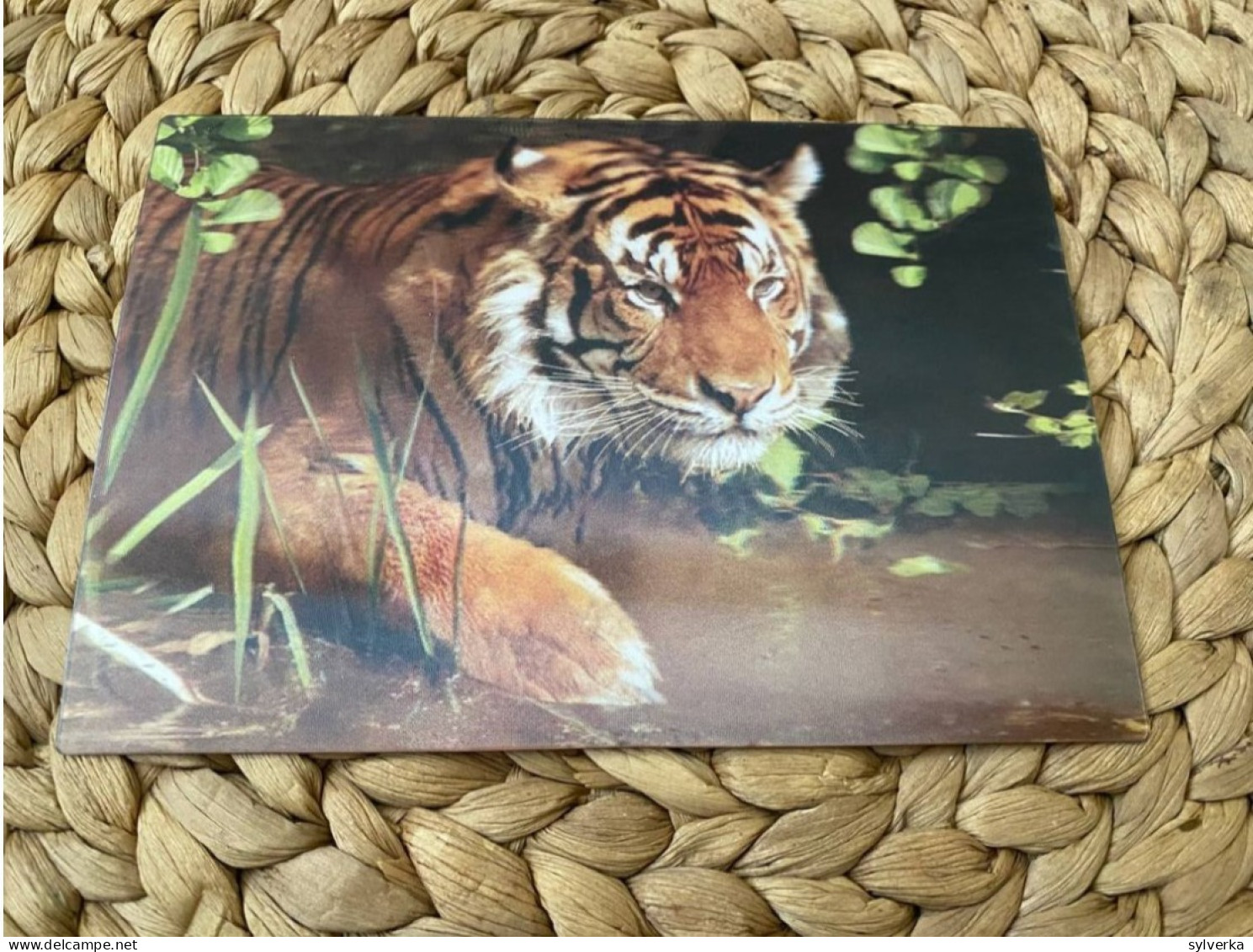 3D Lenticular Tiger Postkarte Postcard - Tiger