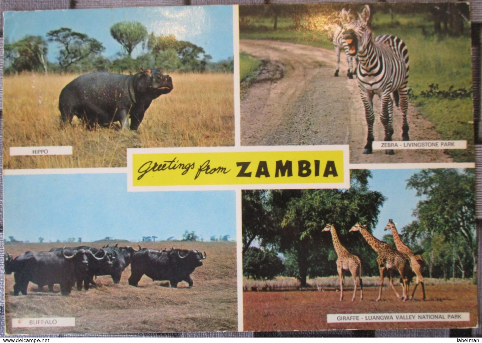 AFRICA ZAMBIA WILDLIFE KUDU POSTCARD POSTKARTE ANSICHTSKARTE CARTE POSTALE CARTOLINA CARD KARTE TARJETA POSTAL - Sambia