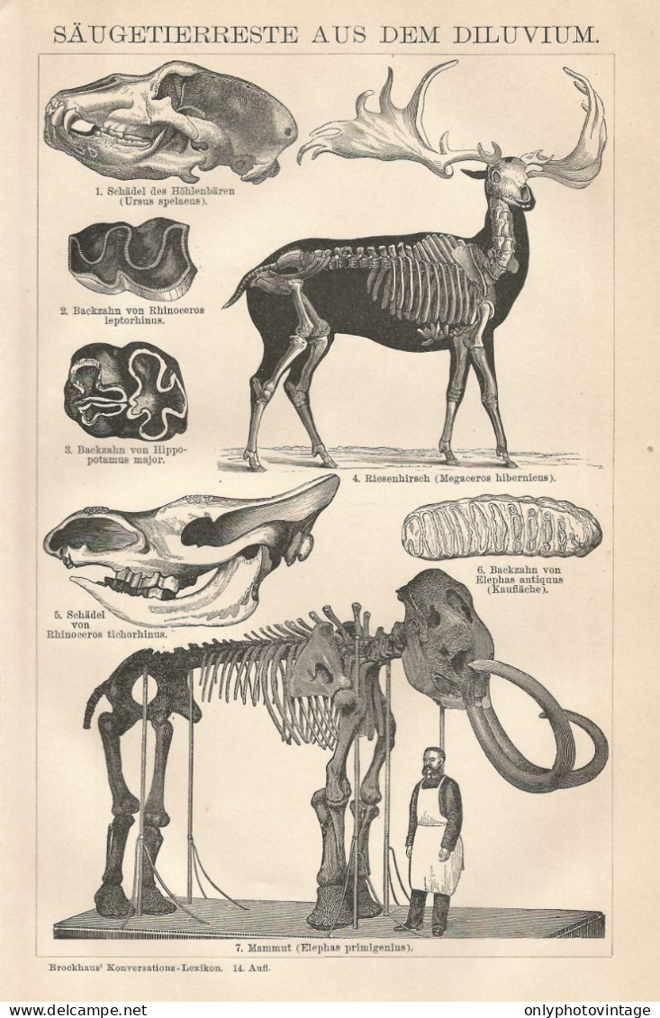 Resti Di Animali Preistorici - Xilografia D'epoca - 1901 Vintage Engraving - Prenten & Gravure