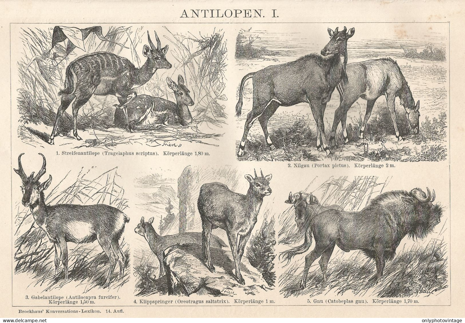 Tipi Di Antilope - Xilografia D'epoca - 1901 Vintage Engraving - Prints & Engravings