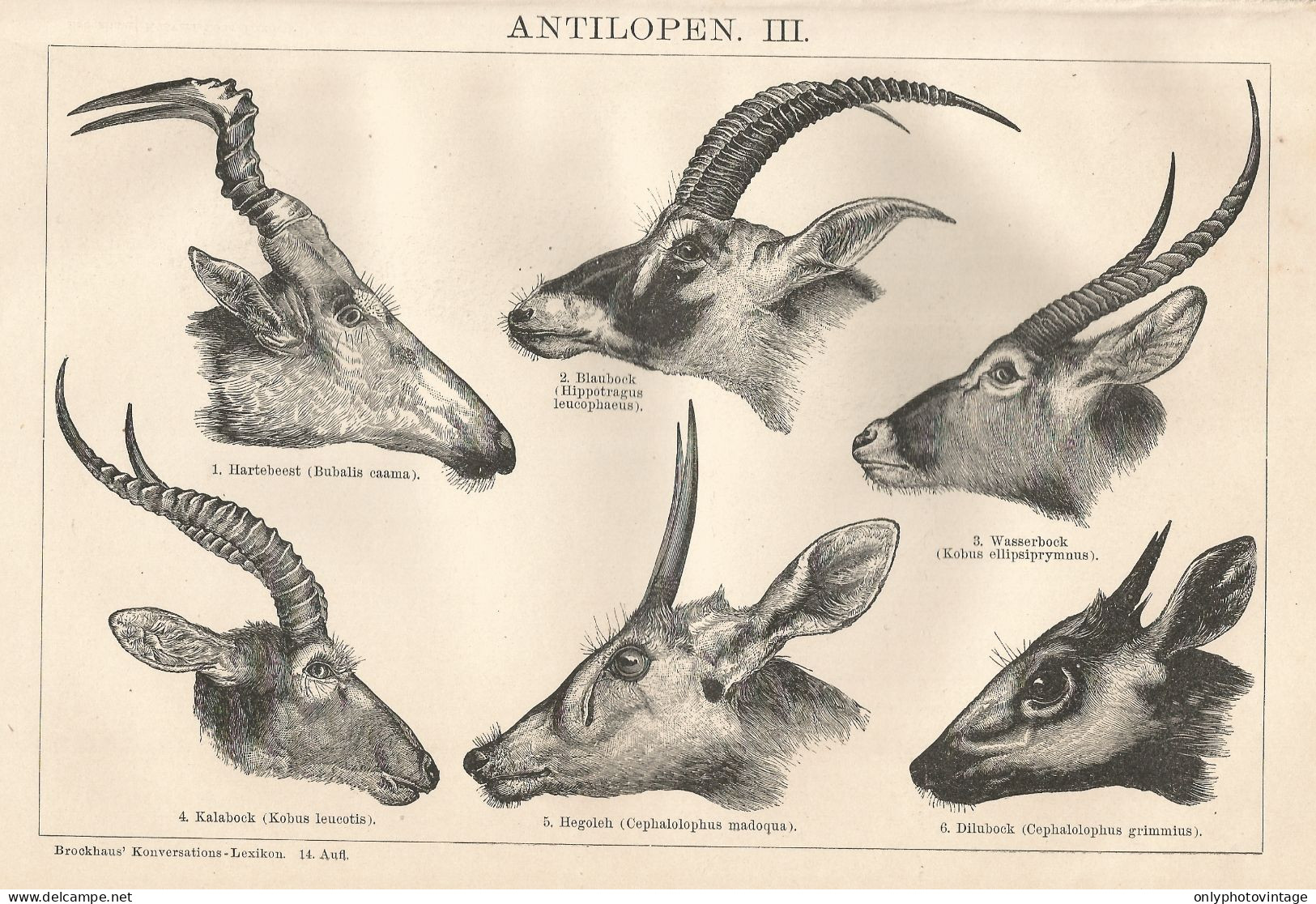 Tipi Di Antilope - Xilografia D'epoca - 1901 Vintage Engraving - Prenten & Gravure